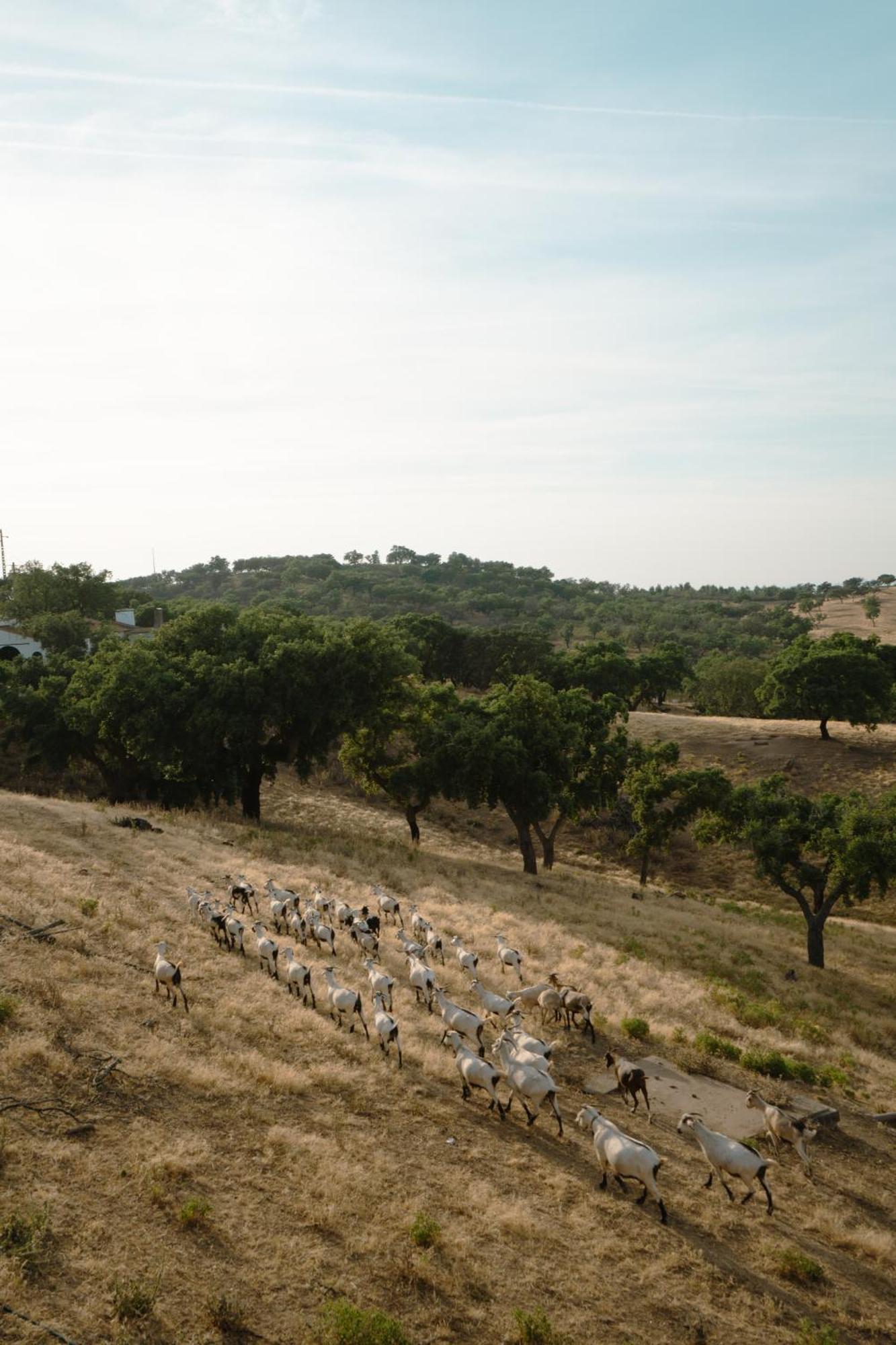Herdade Vale de Cabras Portel Buitenkant foto